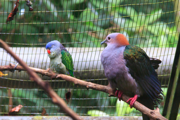 Jurong Bird Park, Singapore - JUNE 30, 2019: Parrot and Dove