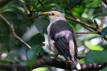 Jurong Bird Park, Singapore - JUNE 30, 2019: Bali Myna