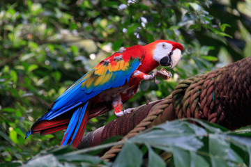 Jurong Bird Park, Singapore - JUNE 30, 2019: Scarlet Macaw
