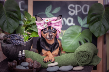  Cute pet relaxing in spa wellness . Dog in a turban of a towel among the spa care items and plants. Funny concept grooming, washing and caring for animals