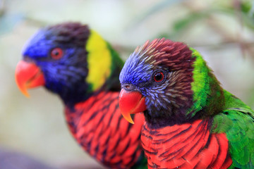 Jurong Bird Park, Singapore - JUNE 30, 2019: Coconut Lorikeet and Rainbow Lorikeet feeding