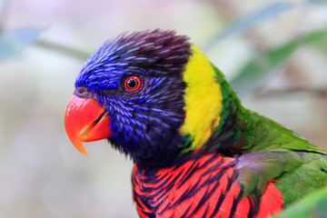 Jurong Bird Park, Singapore - JUNE 30, 2019: Coconut Lorikeet
