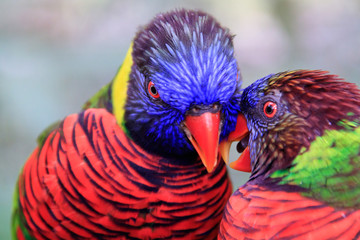 Jurong Bird Park, Singapore - JUNE 30, 2019: Coconut Lorikeet and Rainbow Lorikeet feeding