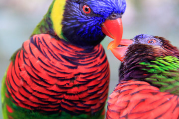 Jurong Bird Park, Singapore - JUNE 30, 2019: Coconut Lorikeet and Rainbow Lorikeet loving