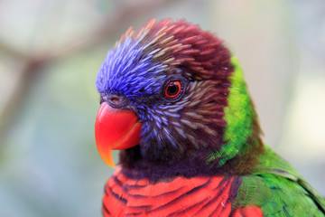 Jurong Bird Park, Singapore - JUNE 30, 2019: Rainbow Lorikeet staring