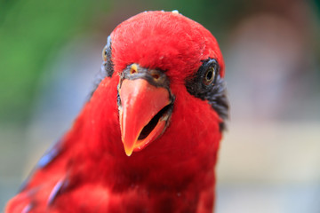 Jurong Bird Park, Singapore - JUNE 30, 2019: Blue-Streaked Lory