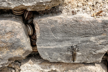 Small snails in the rocky wall crevice with cicadas