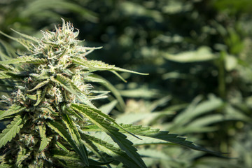 Cannabis Bud (Close Up)