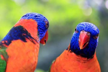 Naklejka premium Jurong Bird Park, Singapore - JUNE 30, 2019: Red-collared Lorikeet