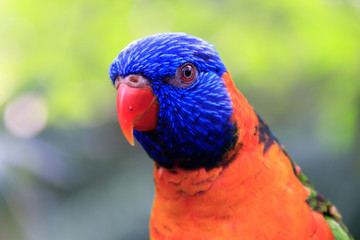 Jurong Bird Park, Singapore - JUNE 30, 2019: Red-collared Lorikeet