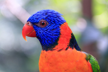 Jurong Bird Park, Singapore - JUNE 30, 2019: Red-collared Lorikeet