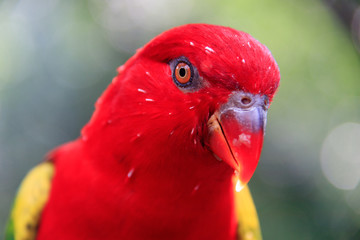 Jurong Bird Park, Singapore - JUNE 30, 2019: Chattering Lory