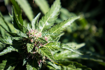 Papaya Strain Cannabis Bud (Close Up)