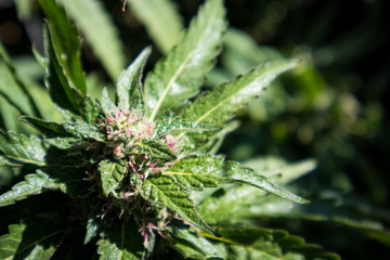 Papaya Strain Cannabis Bud (Close Up)