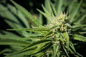 Cannabis Bud (Close Up)