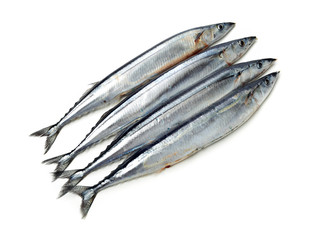 Pacific saury on white background