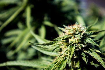 Cannabis Bud (Close Up)