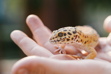 Leopard Gecko