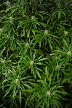 Hemp Plant
