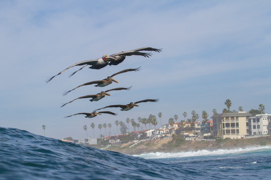 A Pile of Pelicans