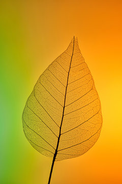 Macro photo of a detailed pattern of dry leaflets through a ligh