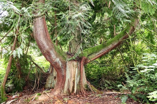 Paths at the rain forest near Hood Canal Washington