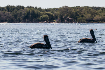 Fototapeta premium Pelican siwmin or flyin in a lake in Mexico