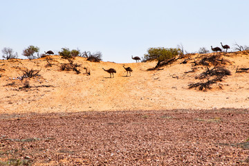 Emus in the desert