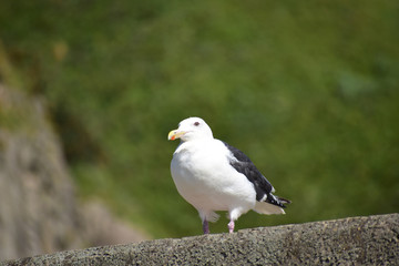 海岸の堤防に立つカモメ