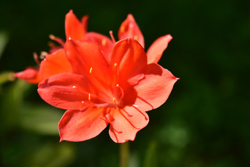 Fototapeta premium 赤いアマリリスの花