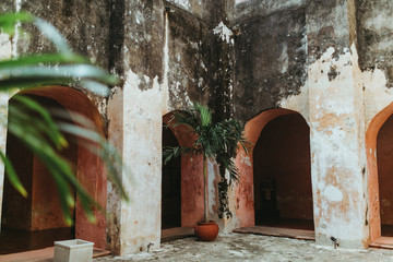Stone Facade with Plants