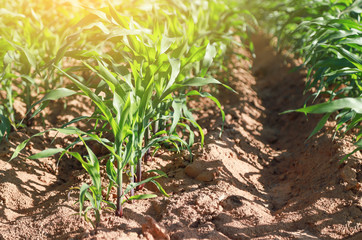 growing corn in field in in farm 