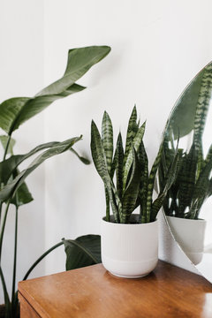 Textured Green Plants in Bright Mid Century Room