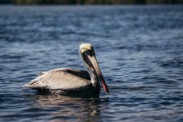 Pelican siwmin or flyin in a lake in Mexico