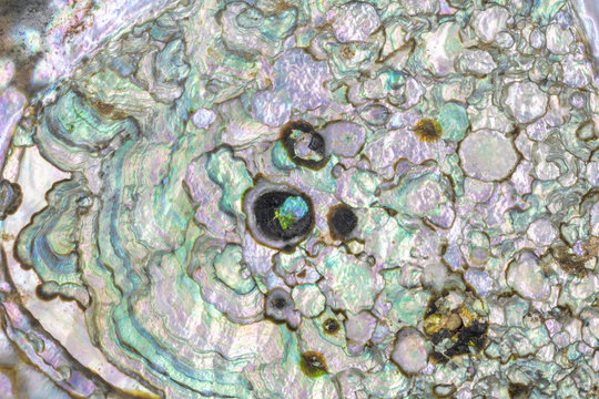 Green Abalone Shel Closeup