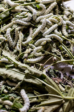 Silk process. Thailand