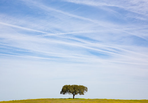 An olive tree on a small hill