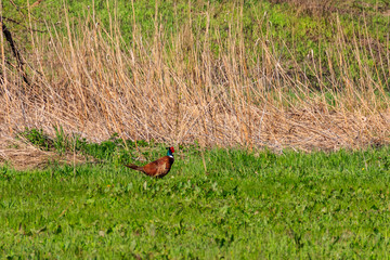 Pheasant in green grass on a meadow