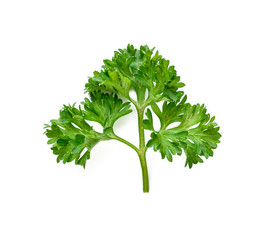 parsley isolated on a white background