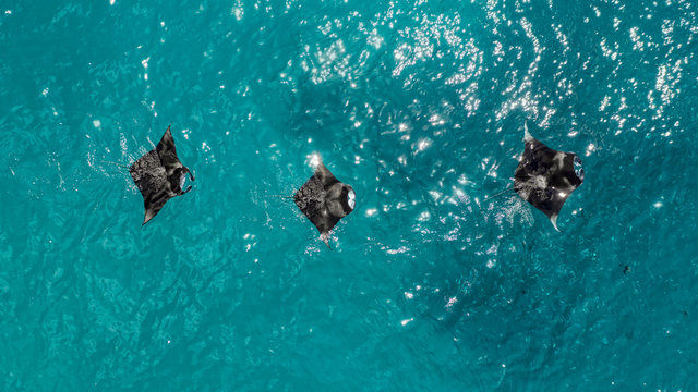Mantas at Hanifaru