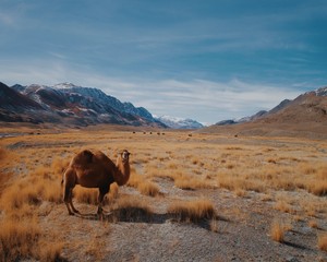 Camel on a background of desert-mountainous terrain, in natural conditions.