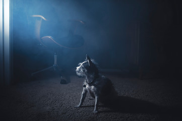 A small terrier dog in foggy light