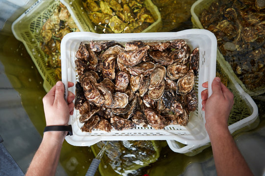 Hands men hold a box with fresh oysters. The concept of selling seafood. Top view