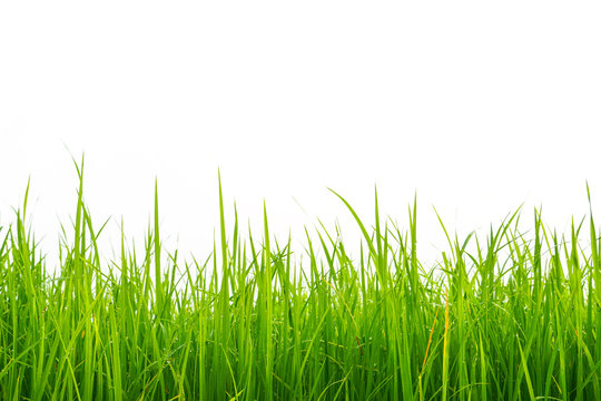 Green rice field white background, Abstract close up of a newly planted rice paddy