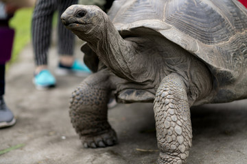 Giant tortoise or tortuga from on the Galapagos Islands walking to tourist that waiting to feed it.