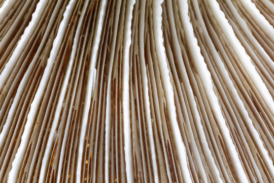 Mushroom Coral (Fungia) CloseUp