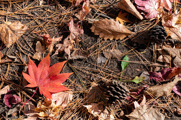 Colorful various Autumn fallen leaves on the ground. dried leaf cover surface of land. close-up, top view from above, multicolor beautiful seasonal concept backgrounds