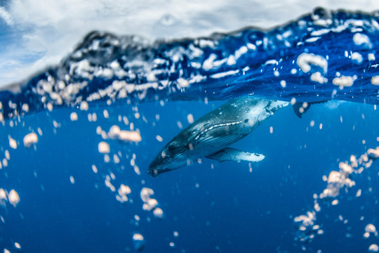 A one month old humpback whale swimming underwater