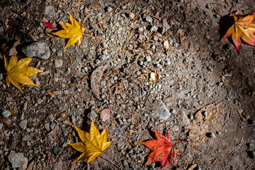 Colorful various Autumn fallen leaves on the ground. dried leaf cover surface of land. close-up,...