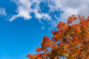 Beautiful Autumn landscape background. Colorful fall foliage in sunny day